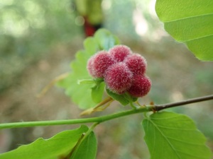 25ブナの虫こぶ！